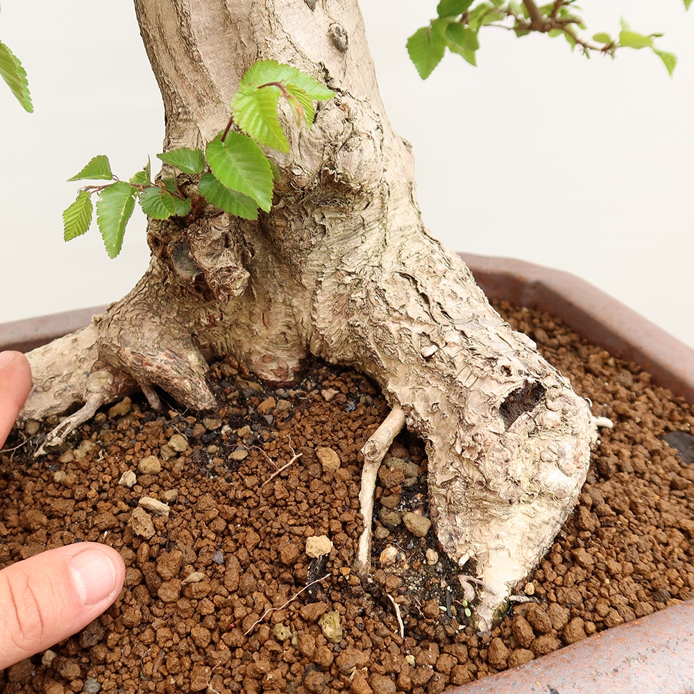 Bonsai da esterno -Carpinus Coreana - Carpino coreano