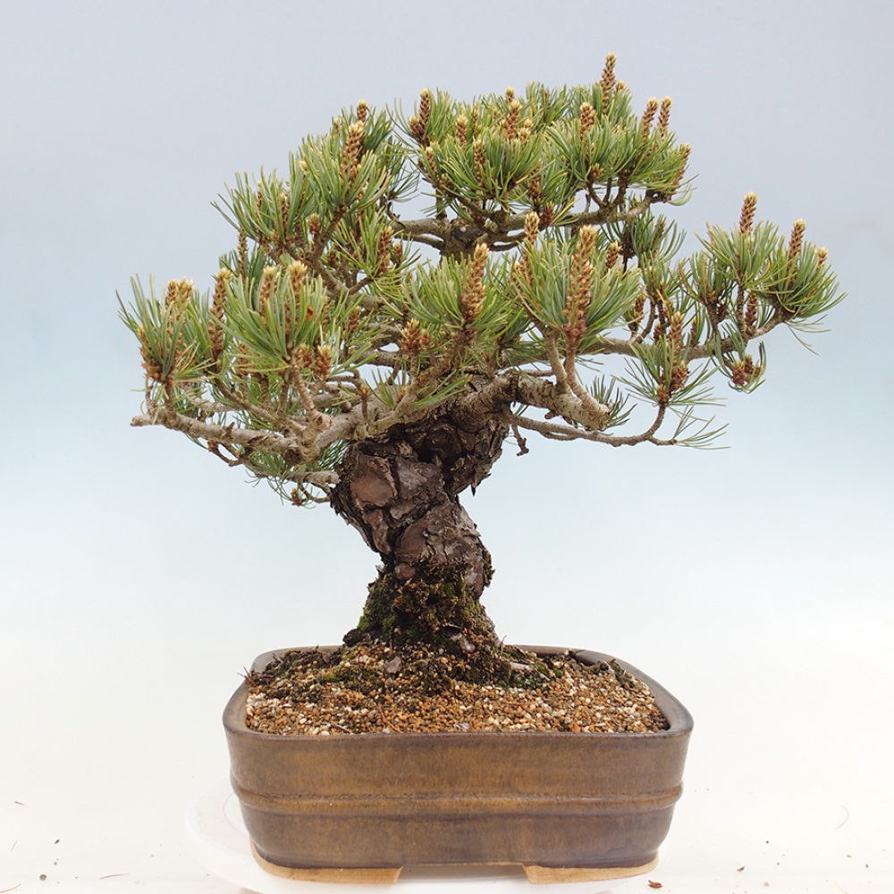Bonsai da esterno - Pinus parviflora - Pinus parviflora