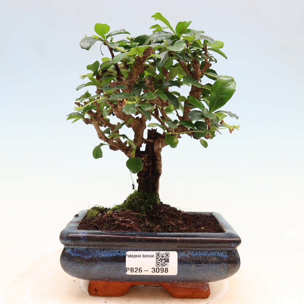 Camera bonsai - Carmona macrophylla - Tea fuki