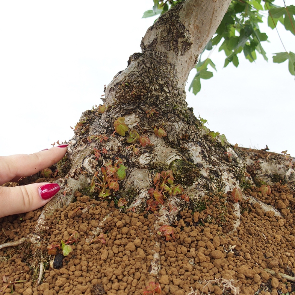 Bonsai da esterno - Acero francese - Acer Nonspessulanum
