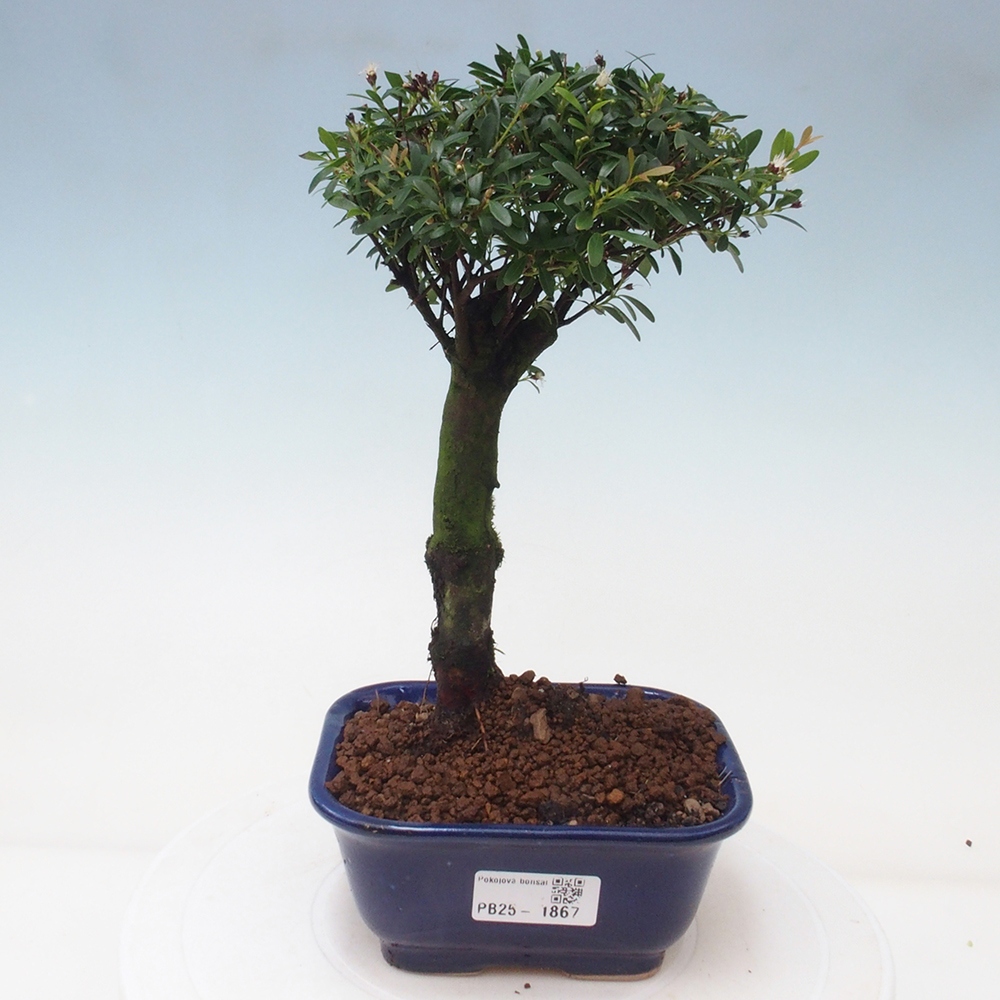Camera bonsai - Syzygium - Pimento
