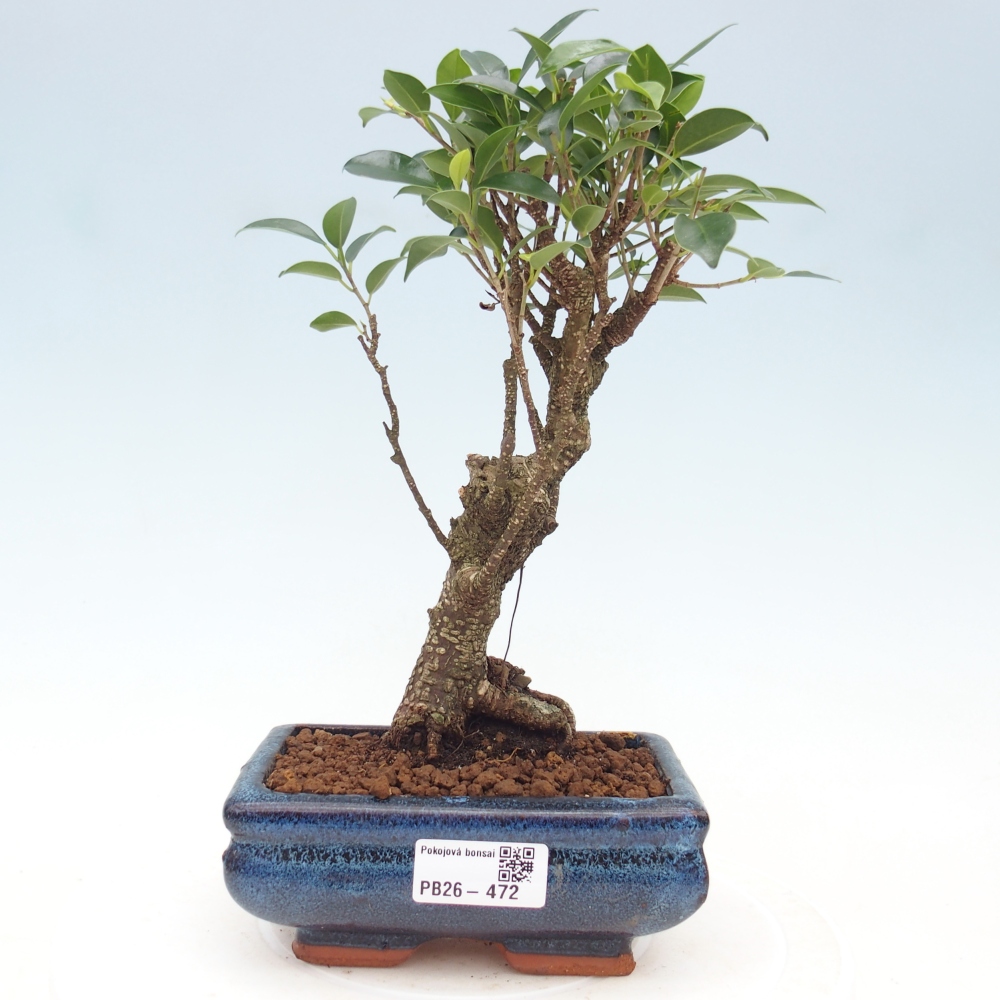 Camera bonsai - Ficus retusa - ficus a foglie piccole