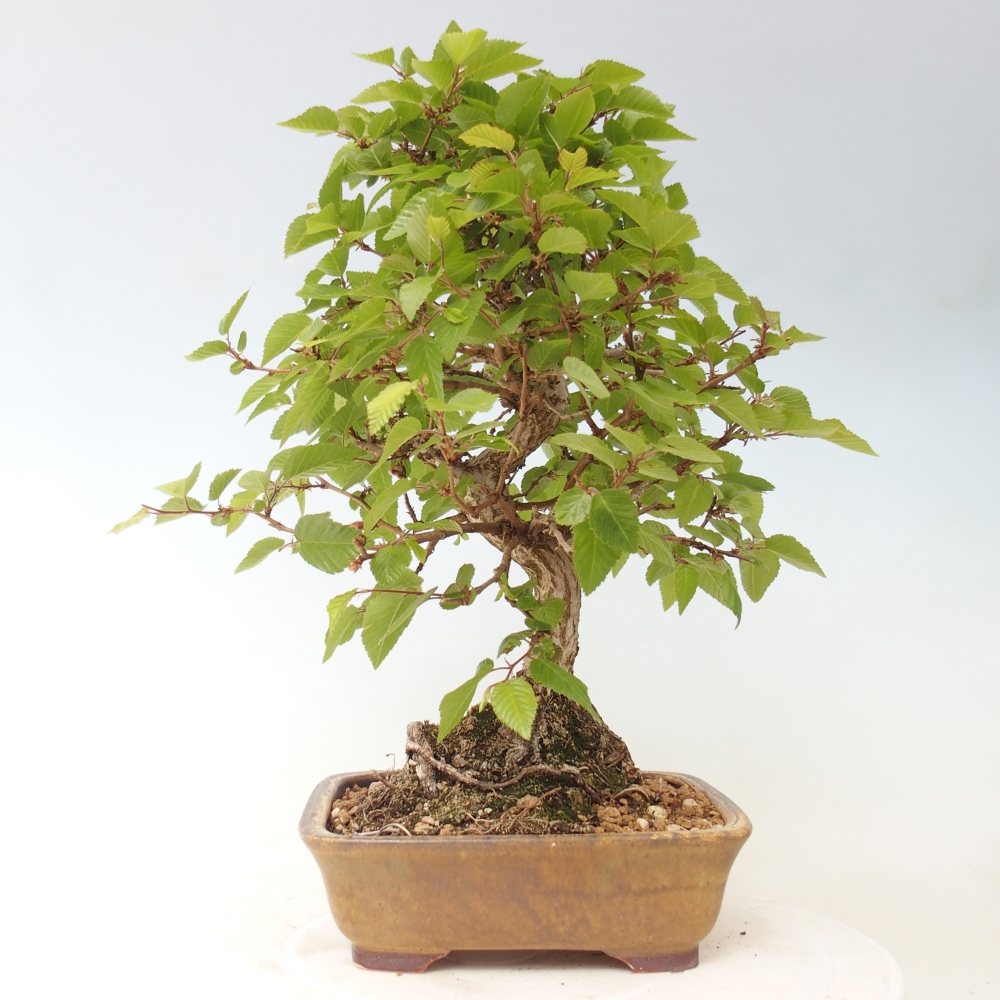 Bonsai da esterno -Carpinus CARPINOIDES - Carpino coreano