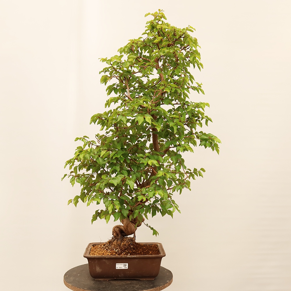 Bonsai da esterno -Carpinus Coreana - Carpino coreano