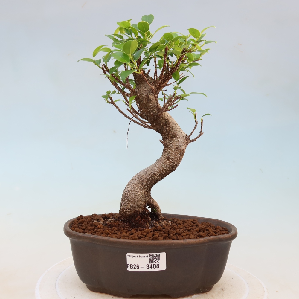 Camera bonsai - Ficus kimmen - ficus a foglie piccole