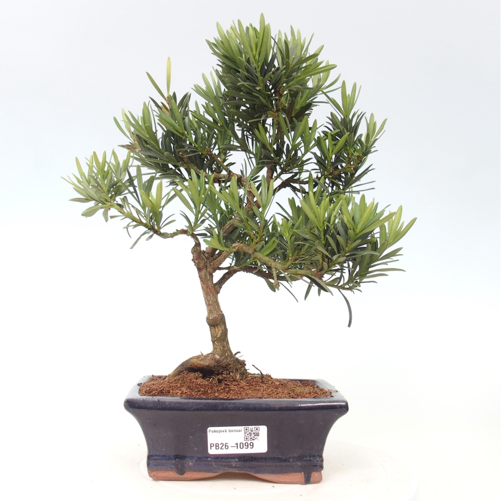 Camera bonsai - Podocarpus - Tasso delle pietre