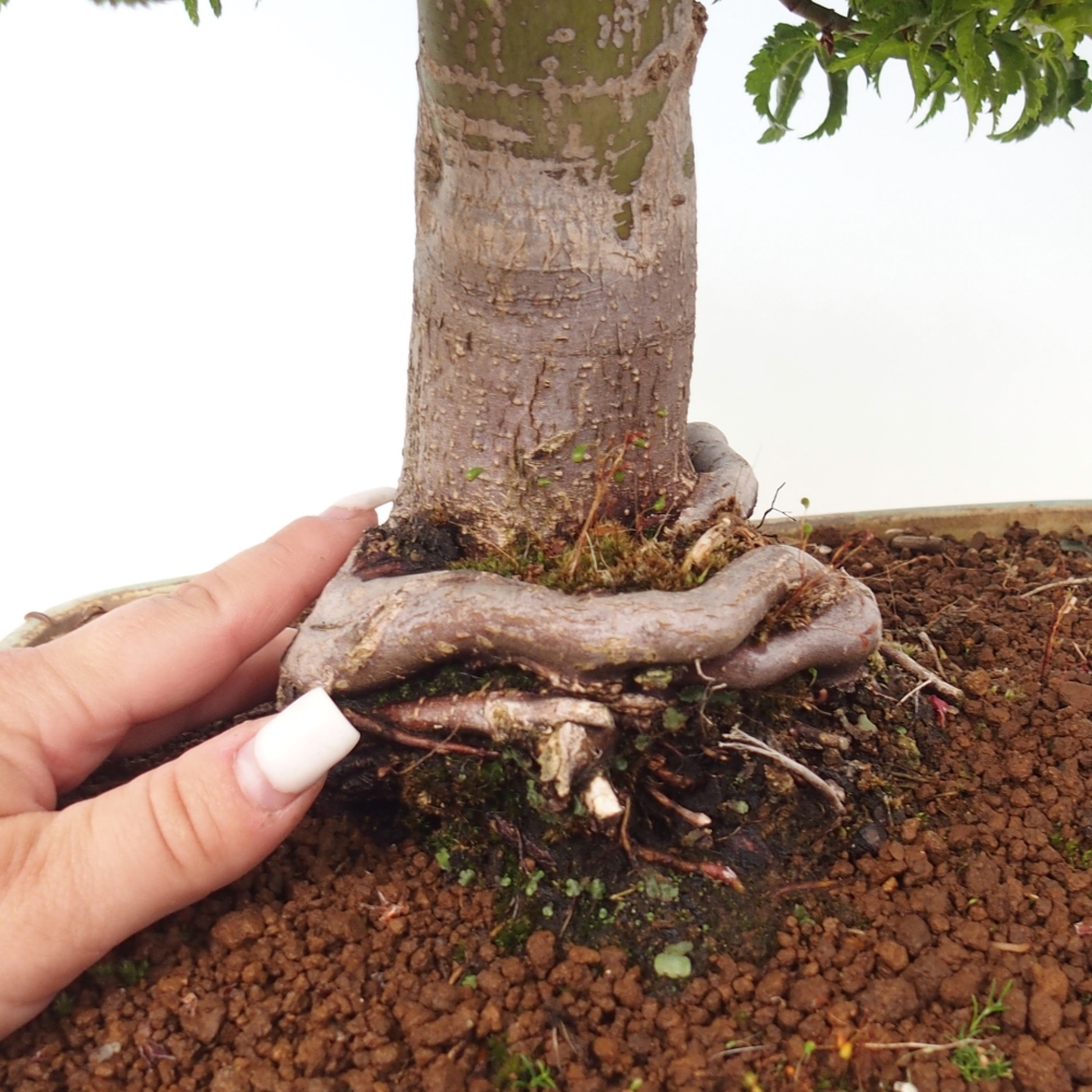 Bonsai da esterno -Palma di Giava Acer palmatum Shishigashira
