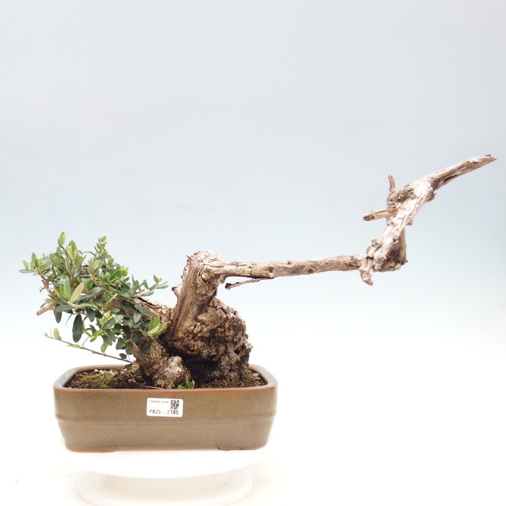 Bonsai da interno - Olea europaea sylvestris