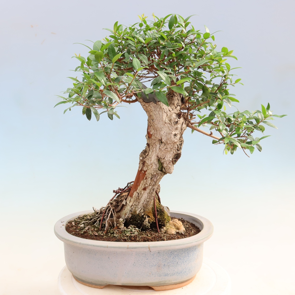 Bonsai da camera - Myrtus communis - Mirto