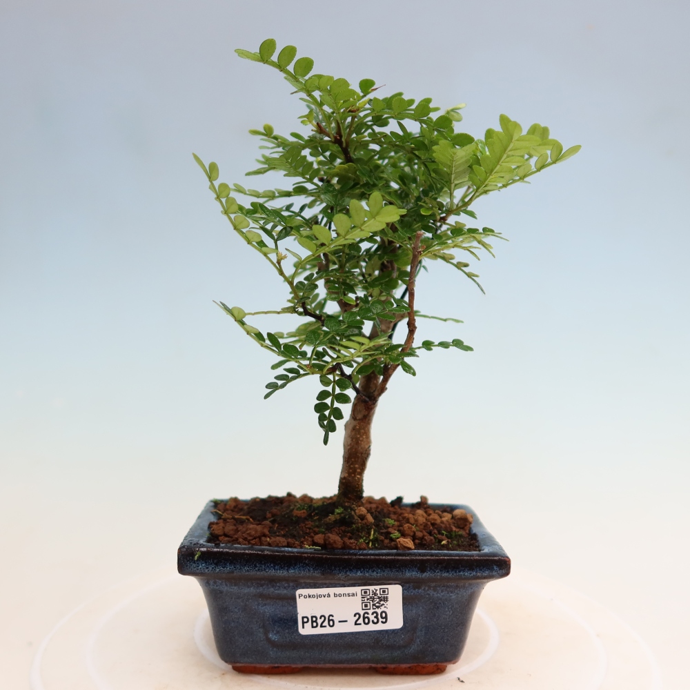Camera bonsai - Zantoxylum piperitum - albero del pepe