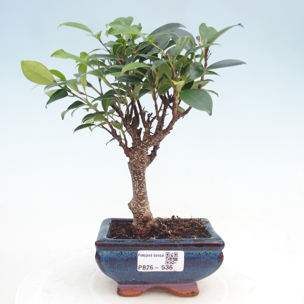 Camera bonsai Ficus retusa kimmen