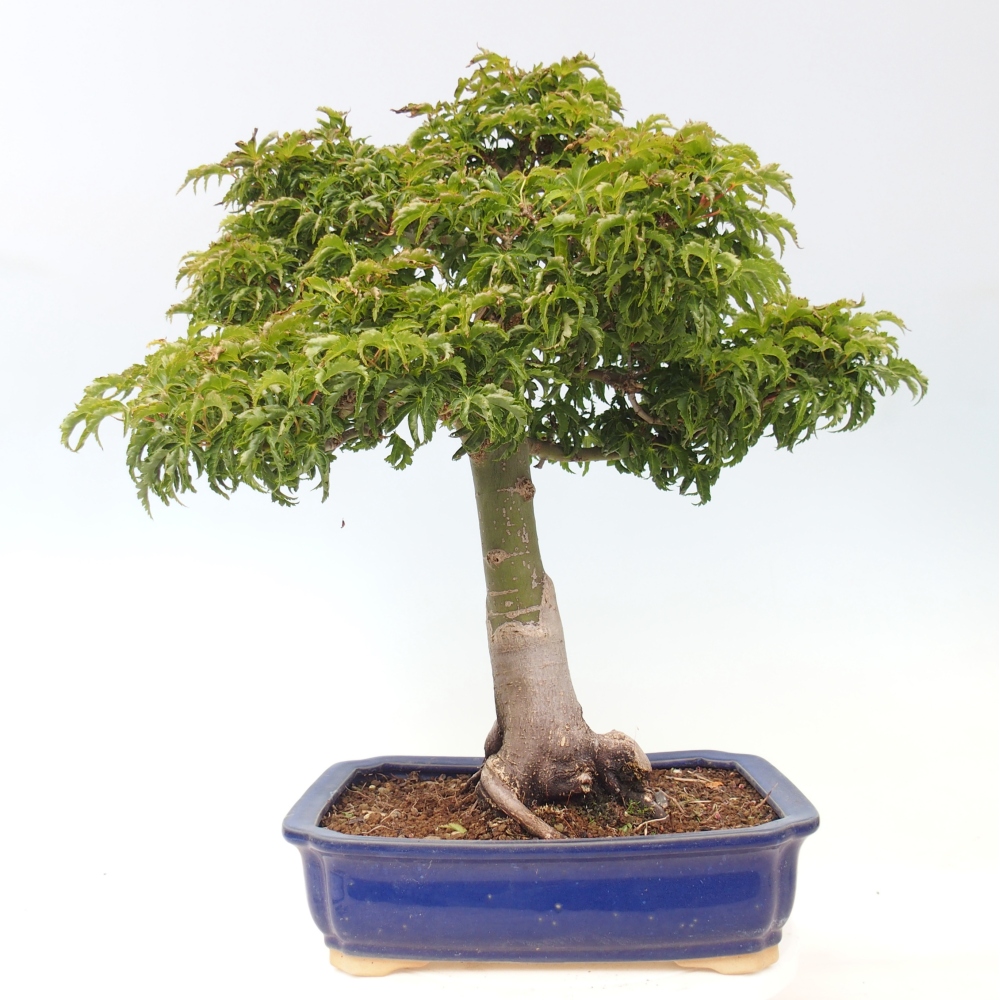 Bonsai da esterno -Palma di Giava Acer palmatum Shishigashira