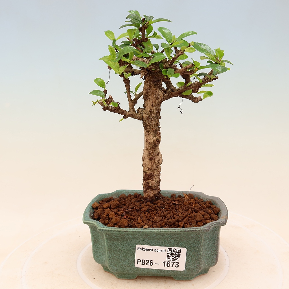 Camera bonsai - Carmona macrophylla - Tea fuki