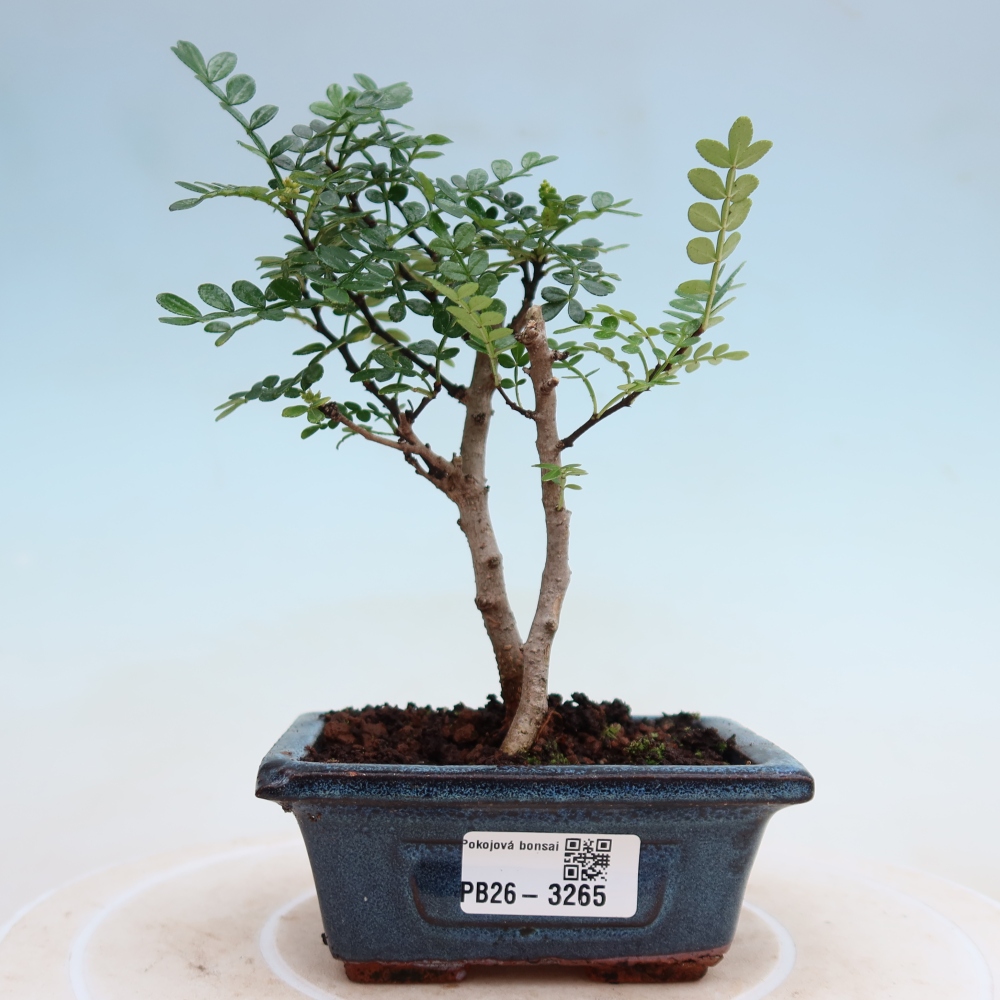 Camera bonsai - Zantoxylum piperitum - albero del pepe