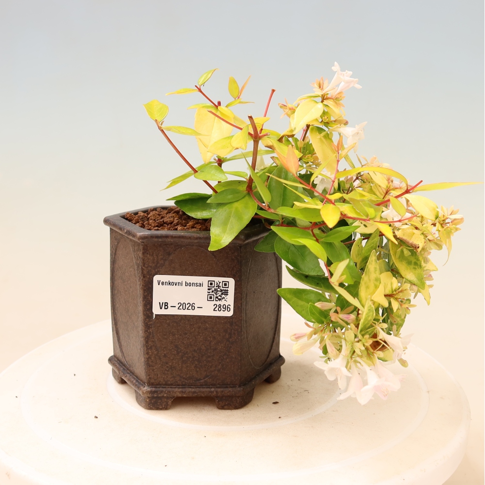 Bonsai da esterno - Abelia gr. Kleidoscope - Abelia a fiore grande