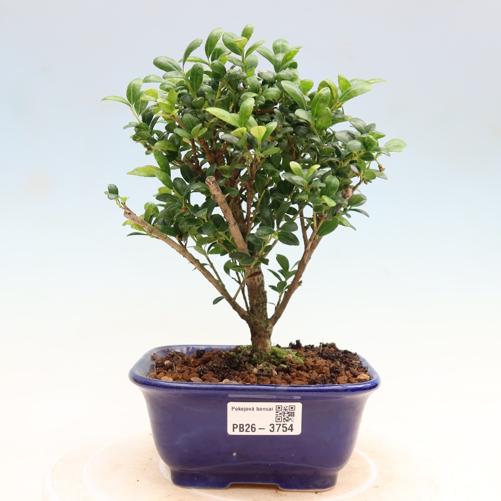 Camera bonsai - Ilex crenata - Agrifoglio