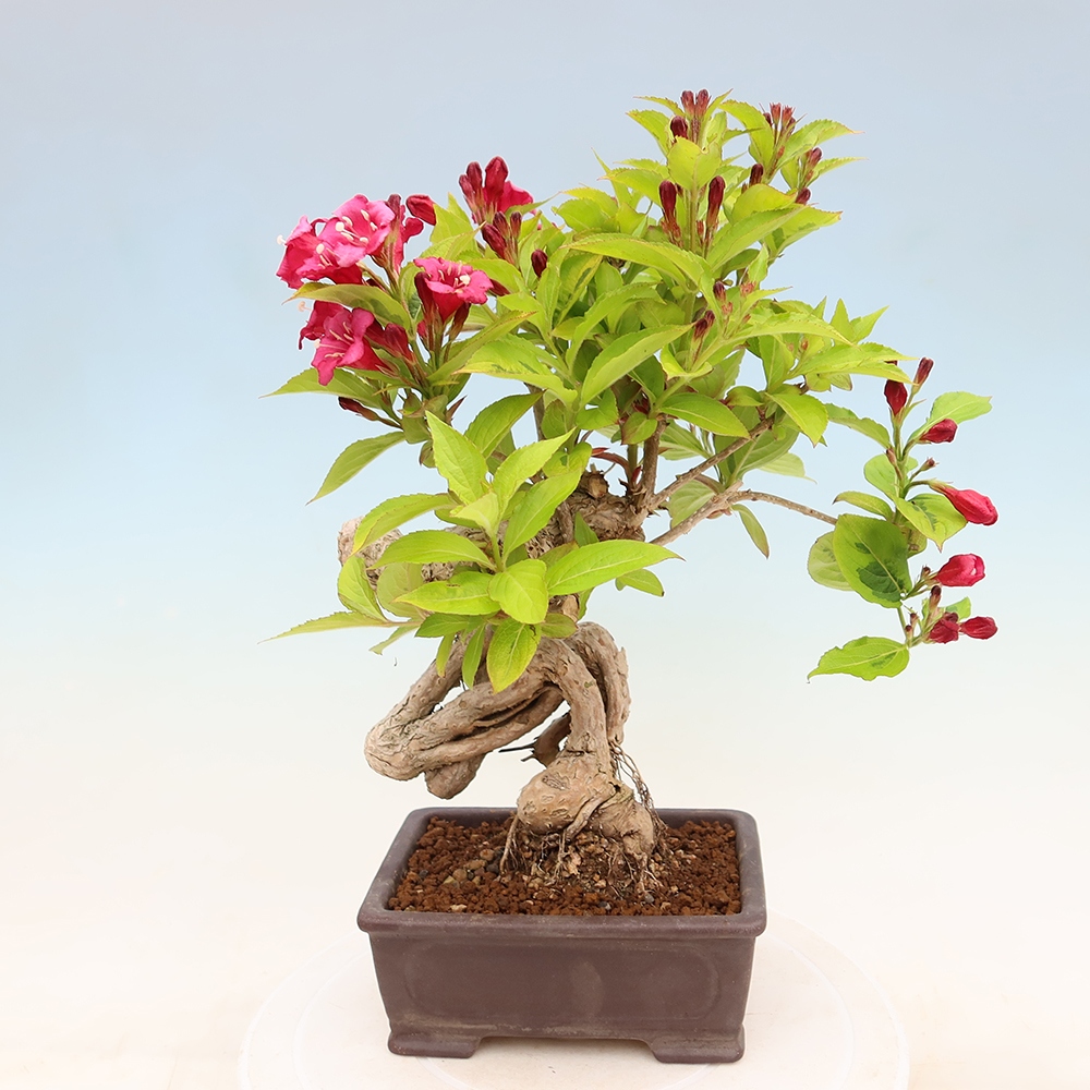 Bonsai da esterno - Weigela subsessilis - Weigela coreana