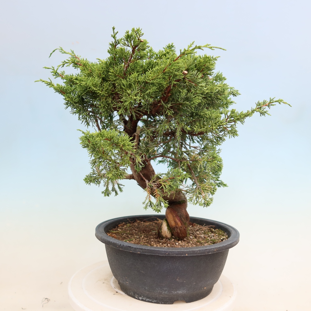 Bonsai da esterno - Juniperus chinensis Itoigawa-Juniperus chinensis