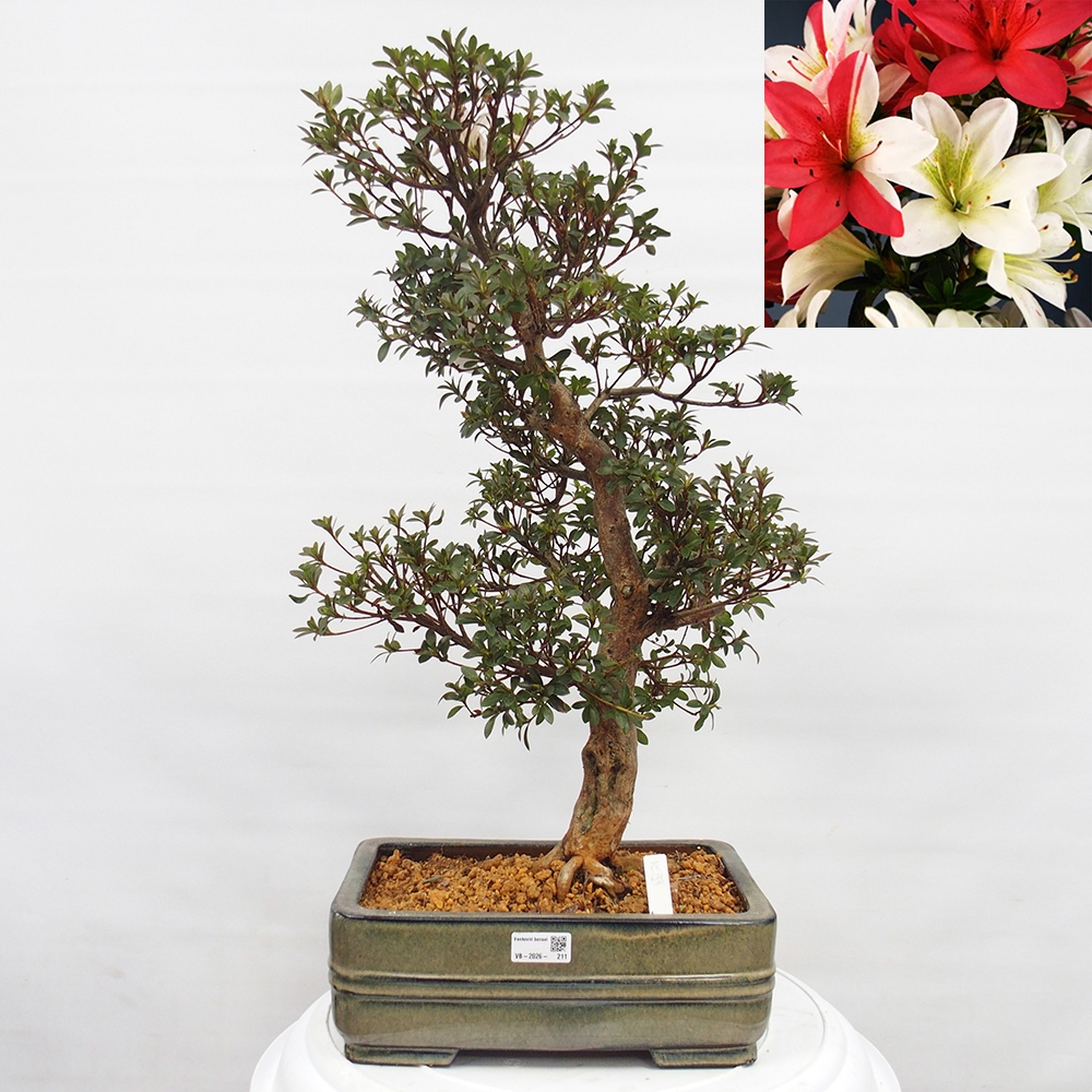 Bonsai da esterno - Azalea giapponese - Azalea Hanatsuzuri