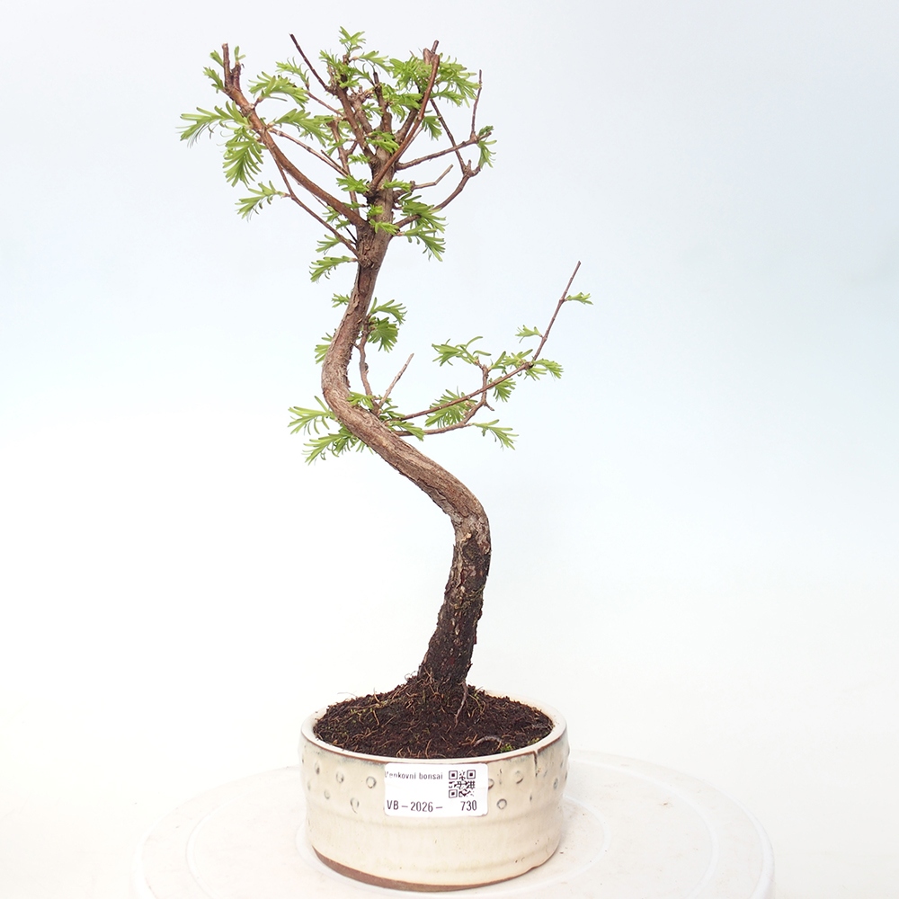 Bonsai da esterno - Metasequoia glyptostroboides - Metasequoia cinese