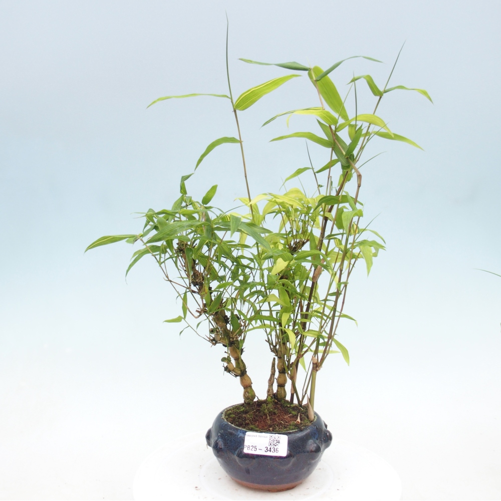 Camera bonsai - Bamboo budha-Bamboo budha belly