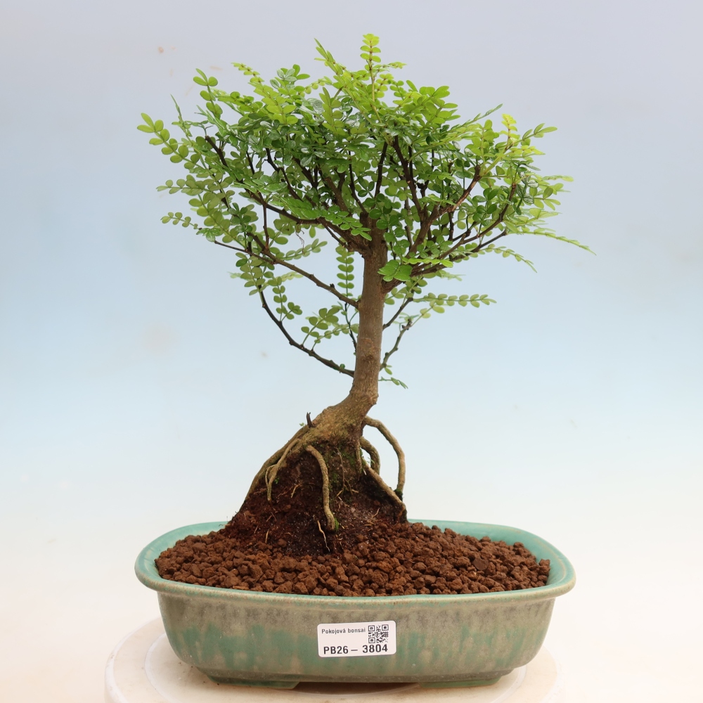 Camera bonsai - Zantoxylum piperitum - albero del pepe