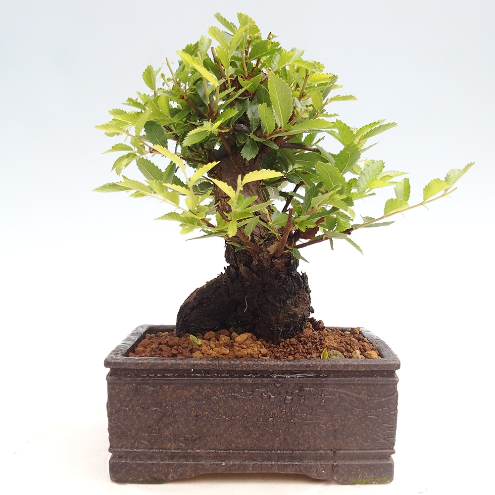 Bonsai da esterno - Zelkova - Zelkova NIRE
