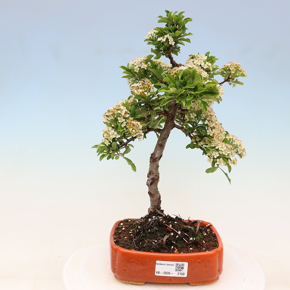 Bonsai da esterno - Pyracantha teton - Pyracantha scarlatta