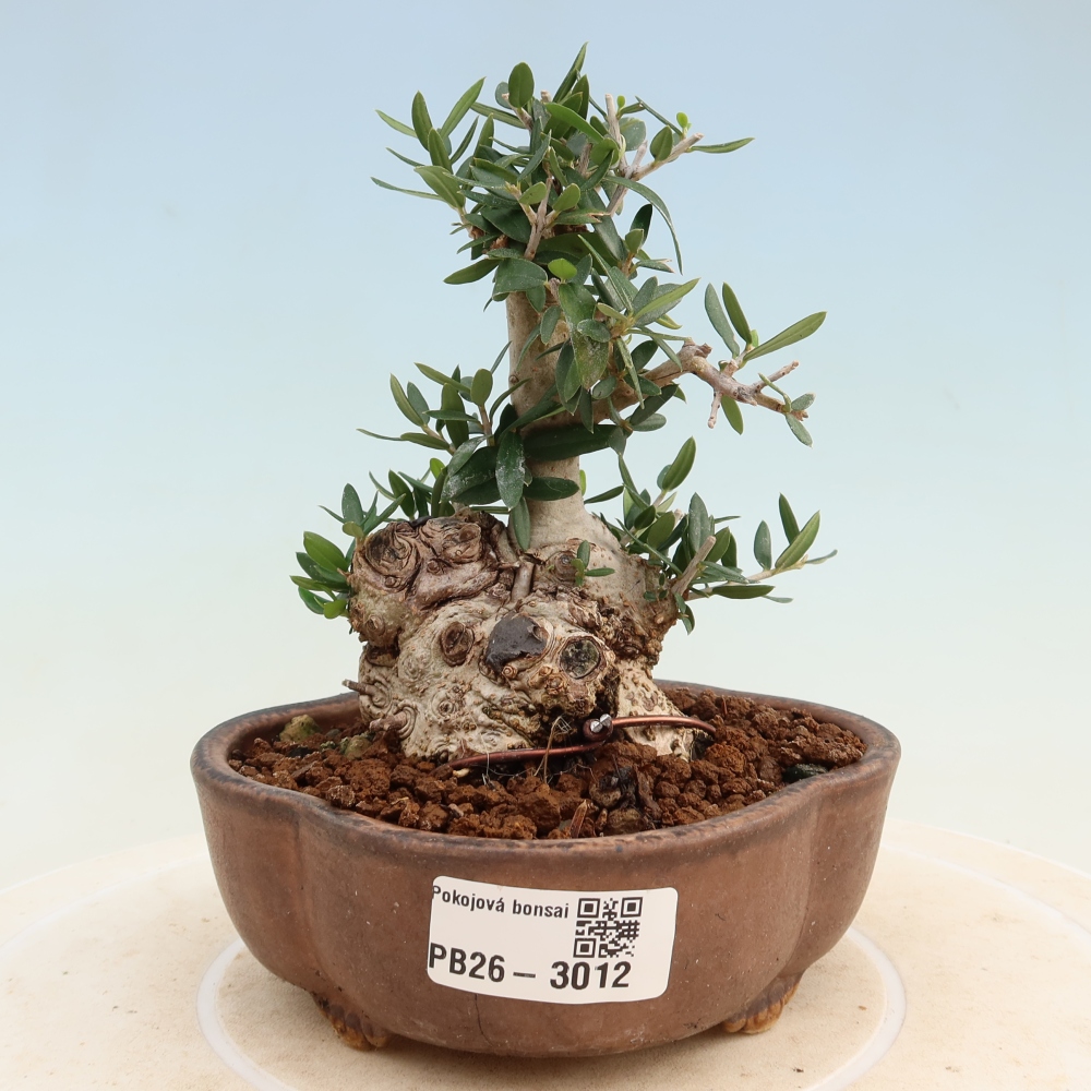 Bonsai da interno - Olea europaea sylvestris