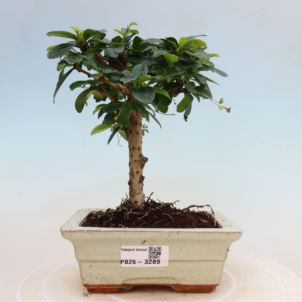 Camera bonsai - Carmona macrophylla - Tea fuki