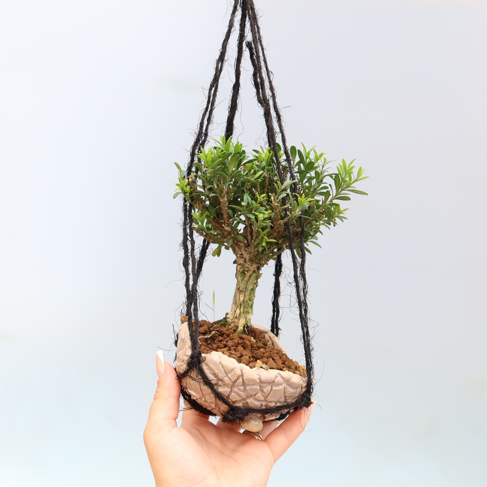 Kokedama in ceramica - Buxus harlandii - bosso di sughero