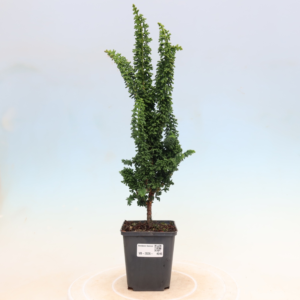 Bonsai da esterno - Cham. obtusa SEKKA HINOKI - Cipresso