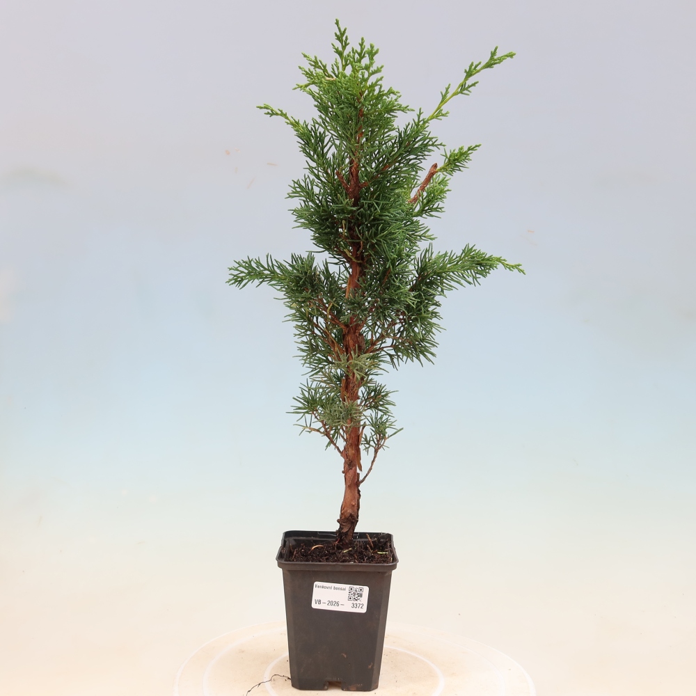 Bonsai da esterno - Juniperus chinensis Kishu