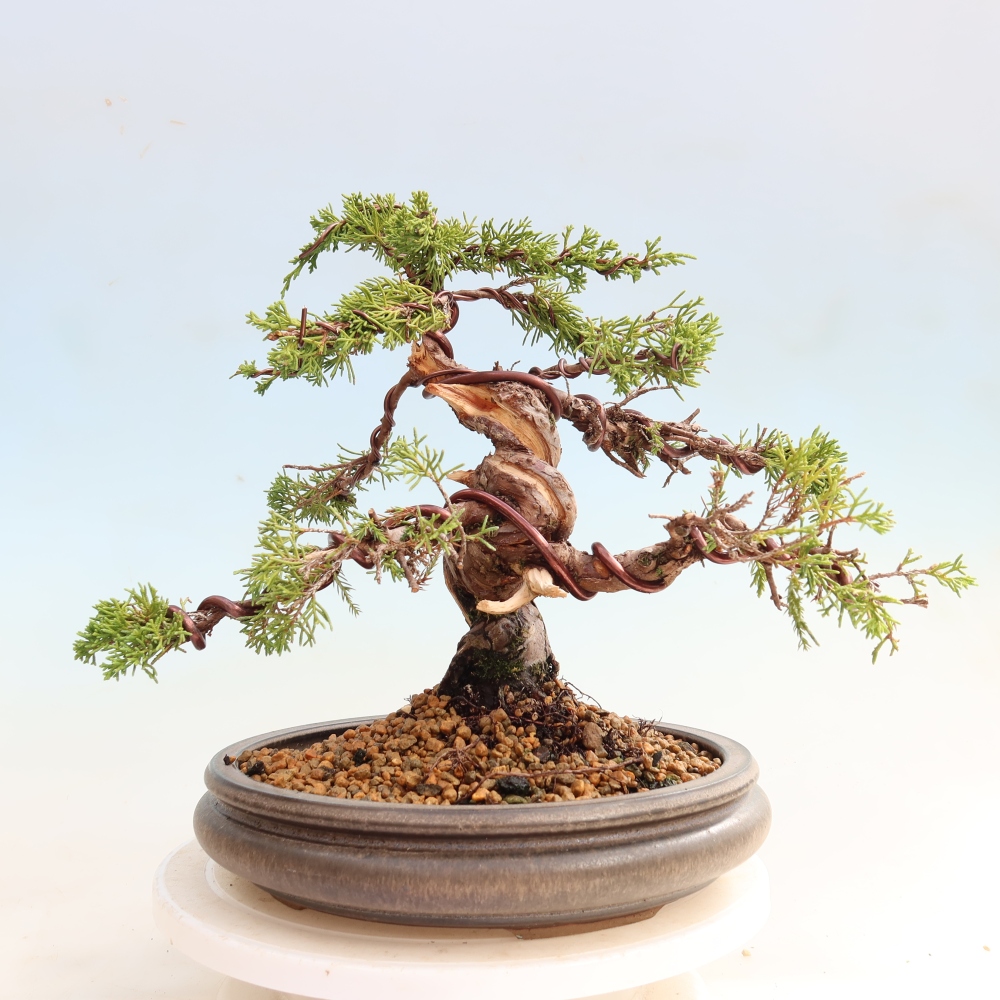 Bonsai da esterno - Juniperus chinensis Itoigawa-Juniperus chinensis