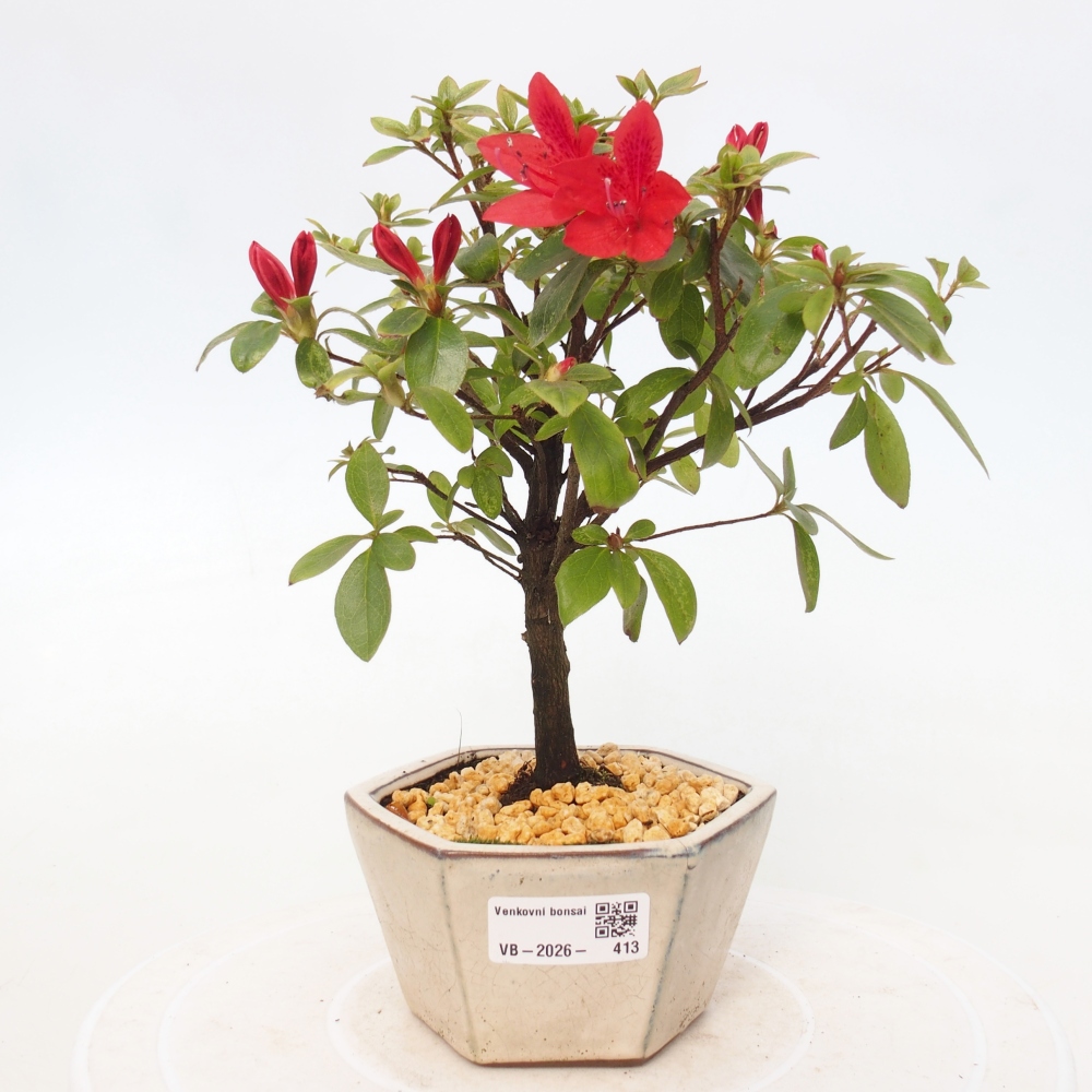 Bonsai da esterno - Azalea giapponese - Azalea sp.