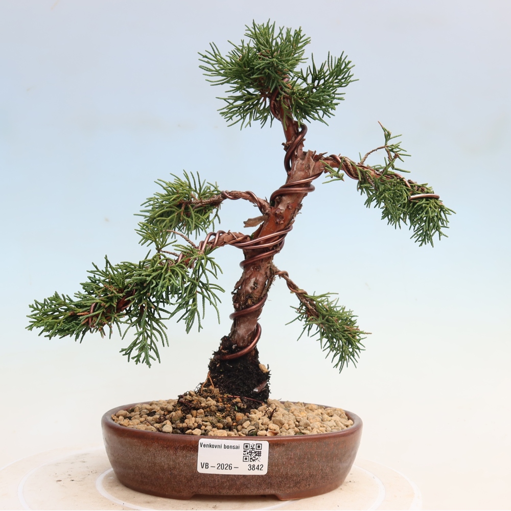 Bonsai da esterno - Juniperus chinensis Kishu