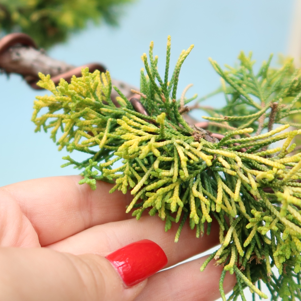 Bonsai da esterno - Juniperus chinensis  aurea - Ginepro cinese dorato