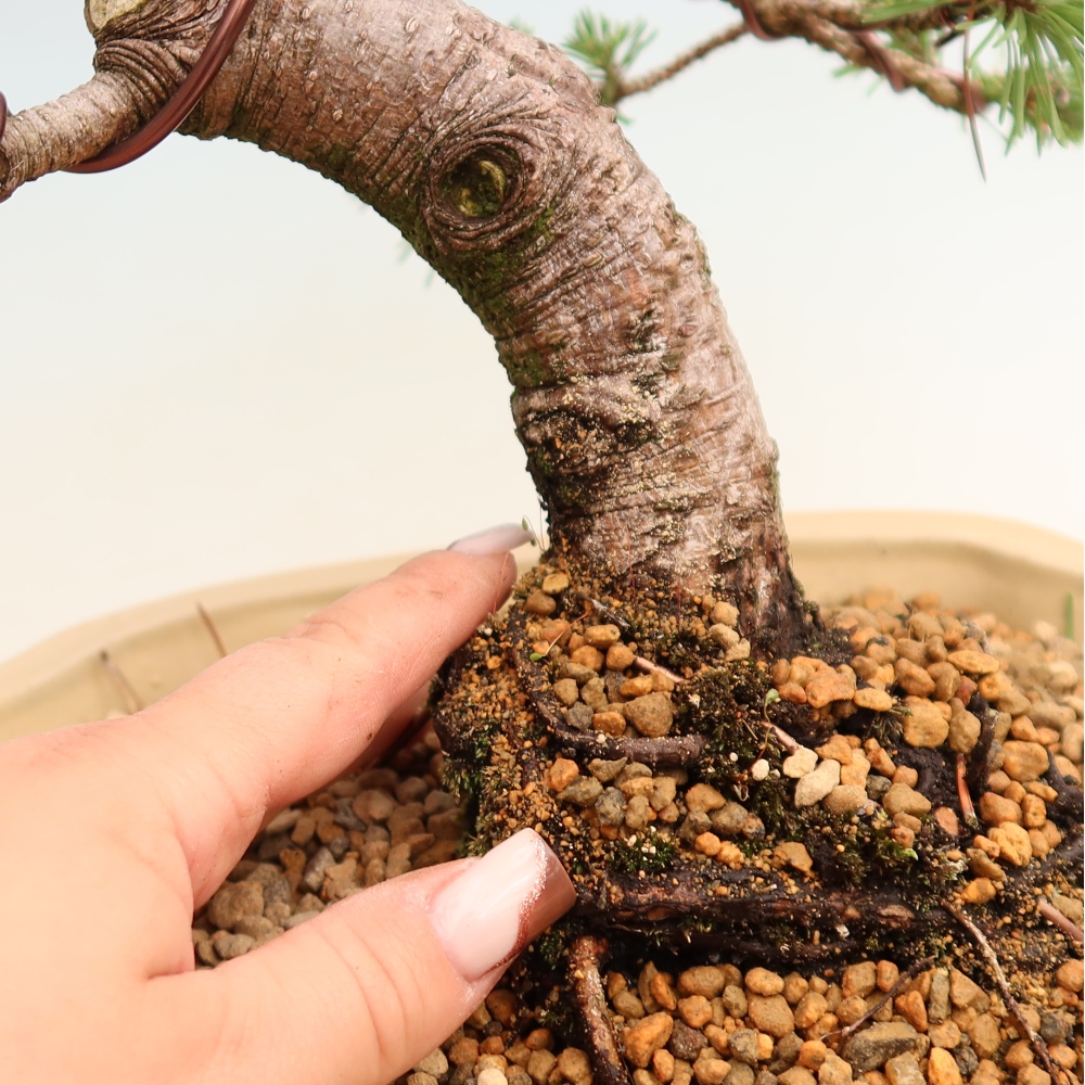 Bonsai da esterno - Pinus mugo Humpy  - Pino mugo