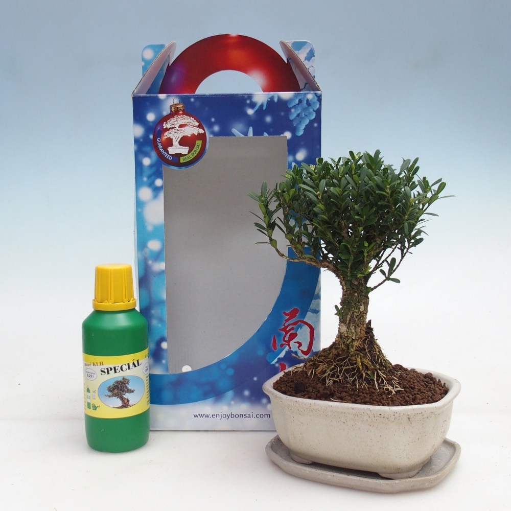 Bonsai da camera in confezione regalo Buxus harlandii - buxus da sughero