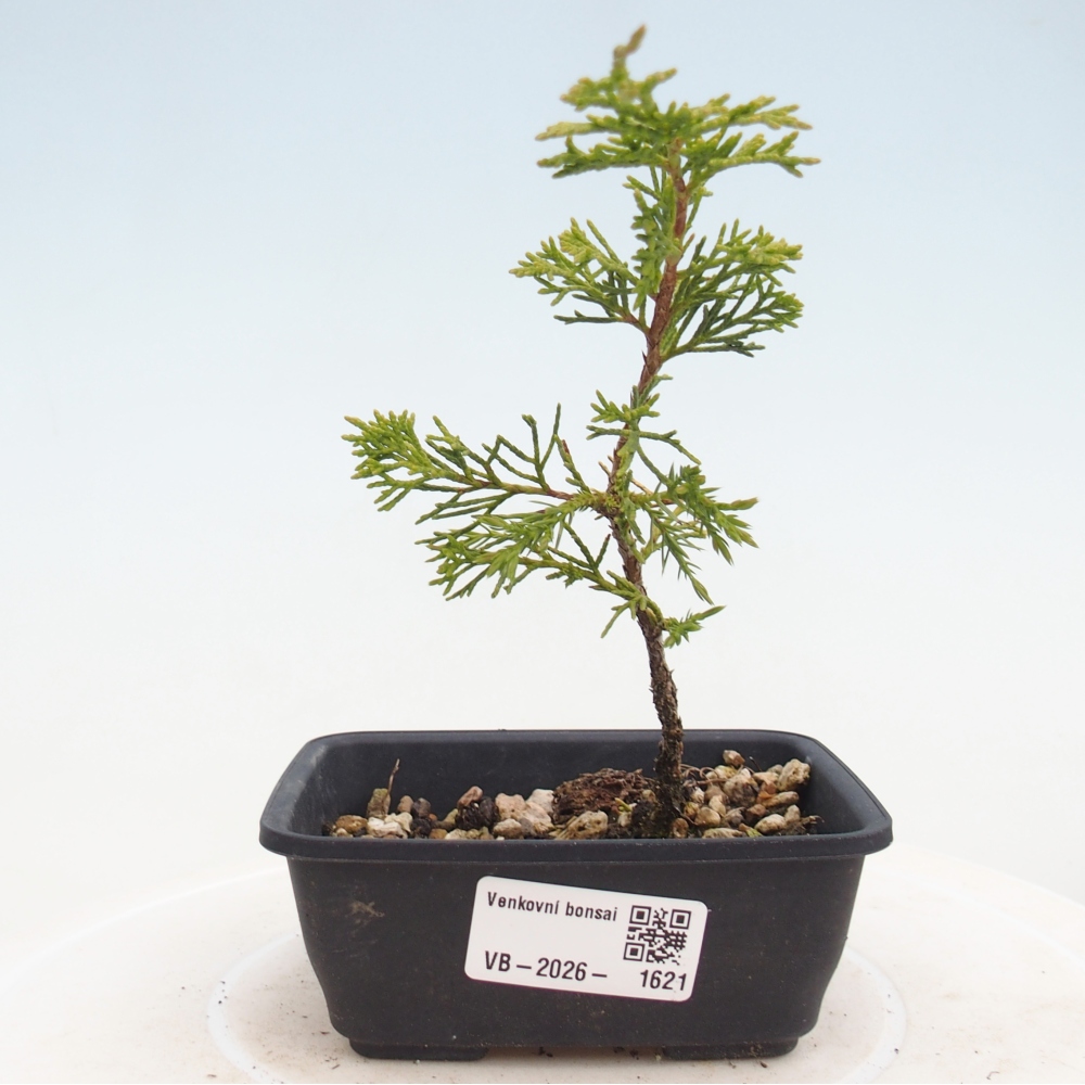 Bonsai da esterno - Juniperus chinensis Itoigawa