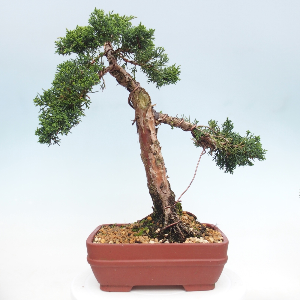 Bonsai da esterno - Juniperus chinensis Kishu