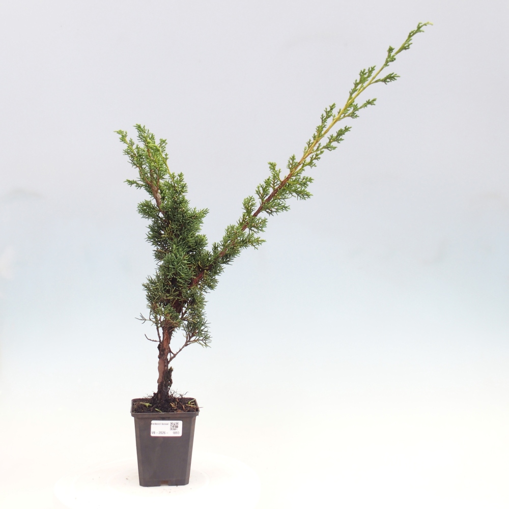 Bonsai da esterno - Juniperus chinensis Kishu