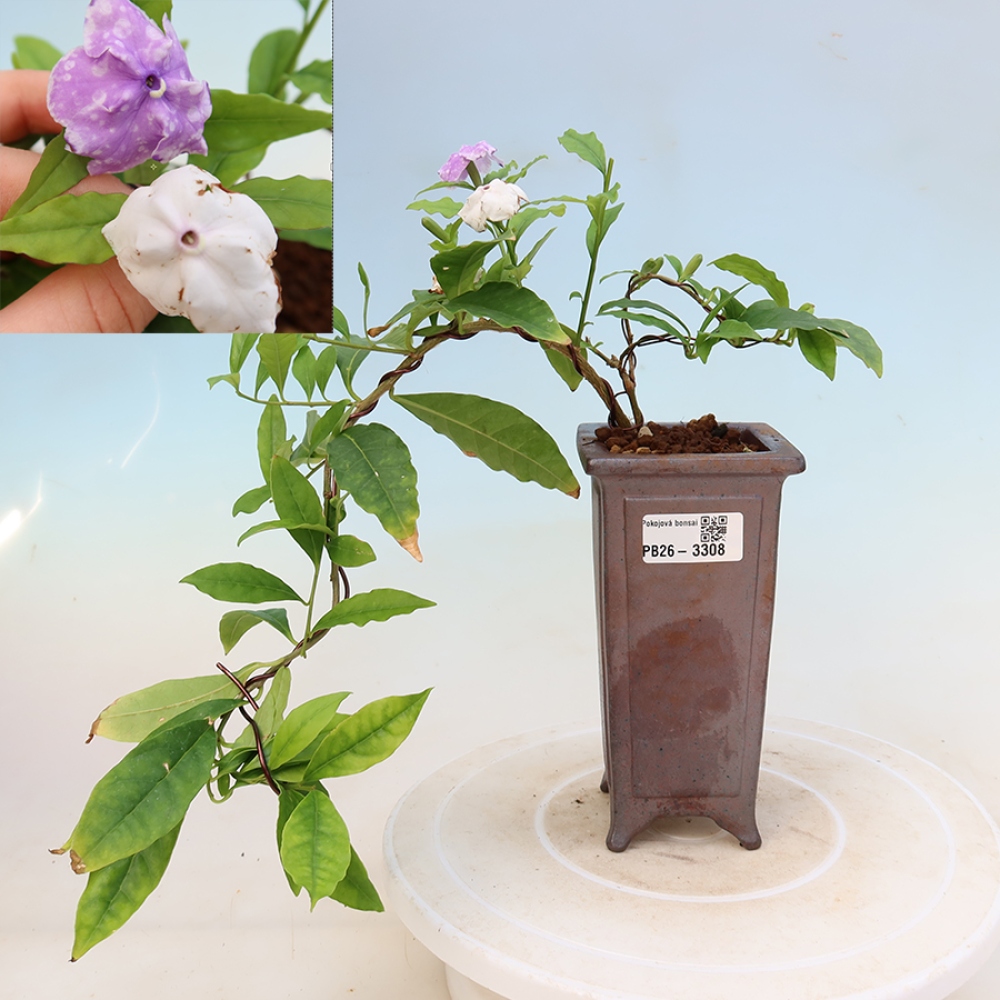 Bonsai da interno - Tanaman melati costa - Brunfelsia