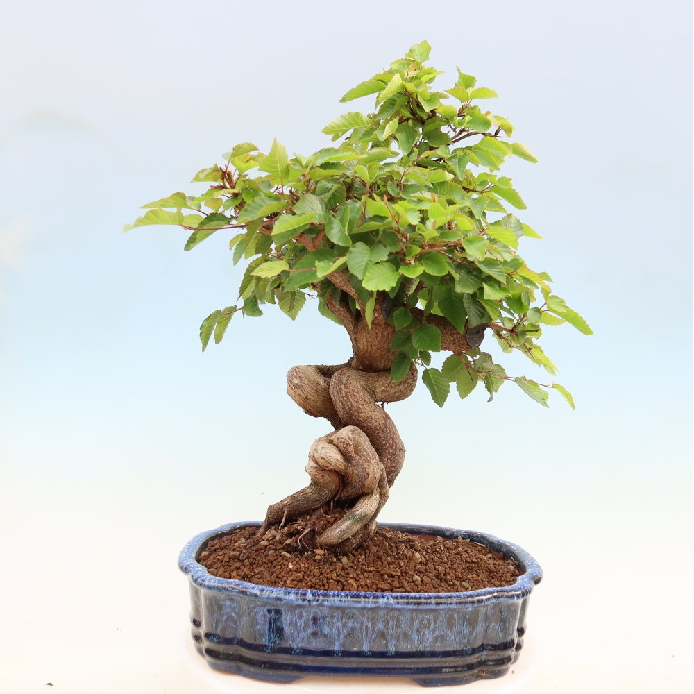 Bonsai da esterno -Carpinus Coreana - Carpino coreano