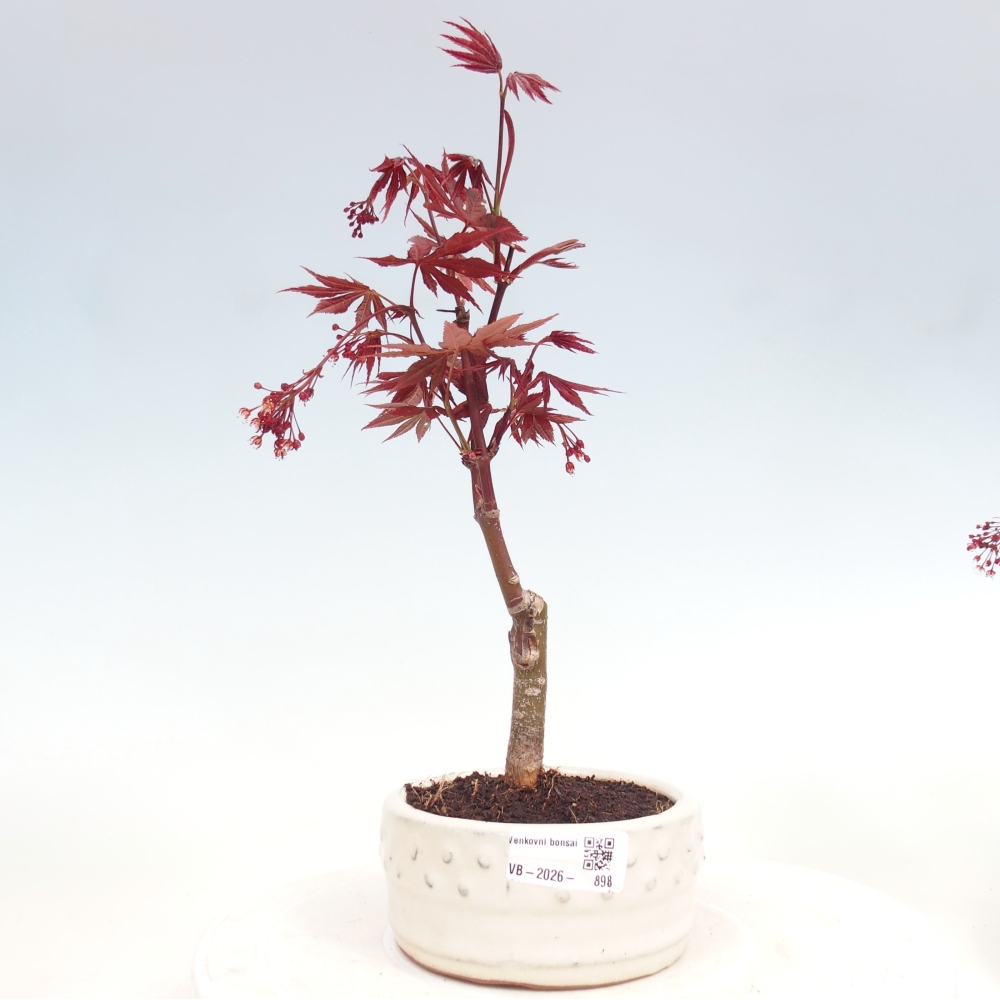 Bonsai da esterno - Palma Acer. Atropurpureum-Javor palmate