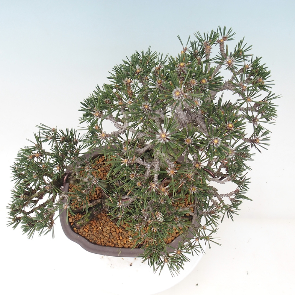Bonsai da esterno - Pinus thunbergii Kotobuki - Pino di Thunberg