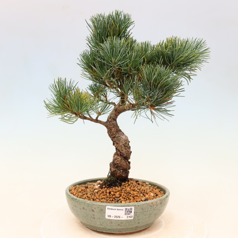 Bonsai da esterno - Pinus parviflora - Pinus parviflora