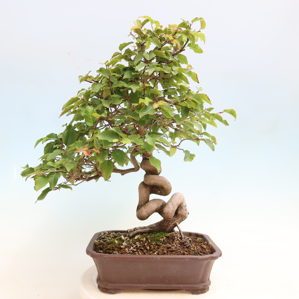 Bonsai da esterno -Carpinus CARPINOIDES - Carpino coreano