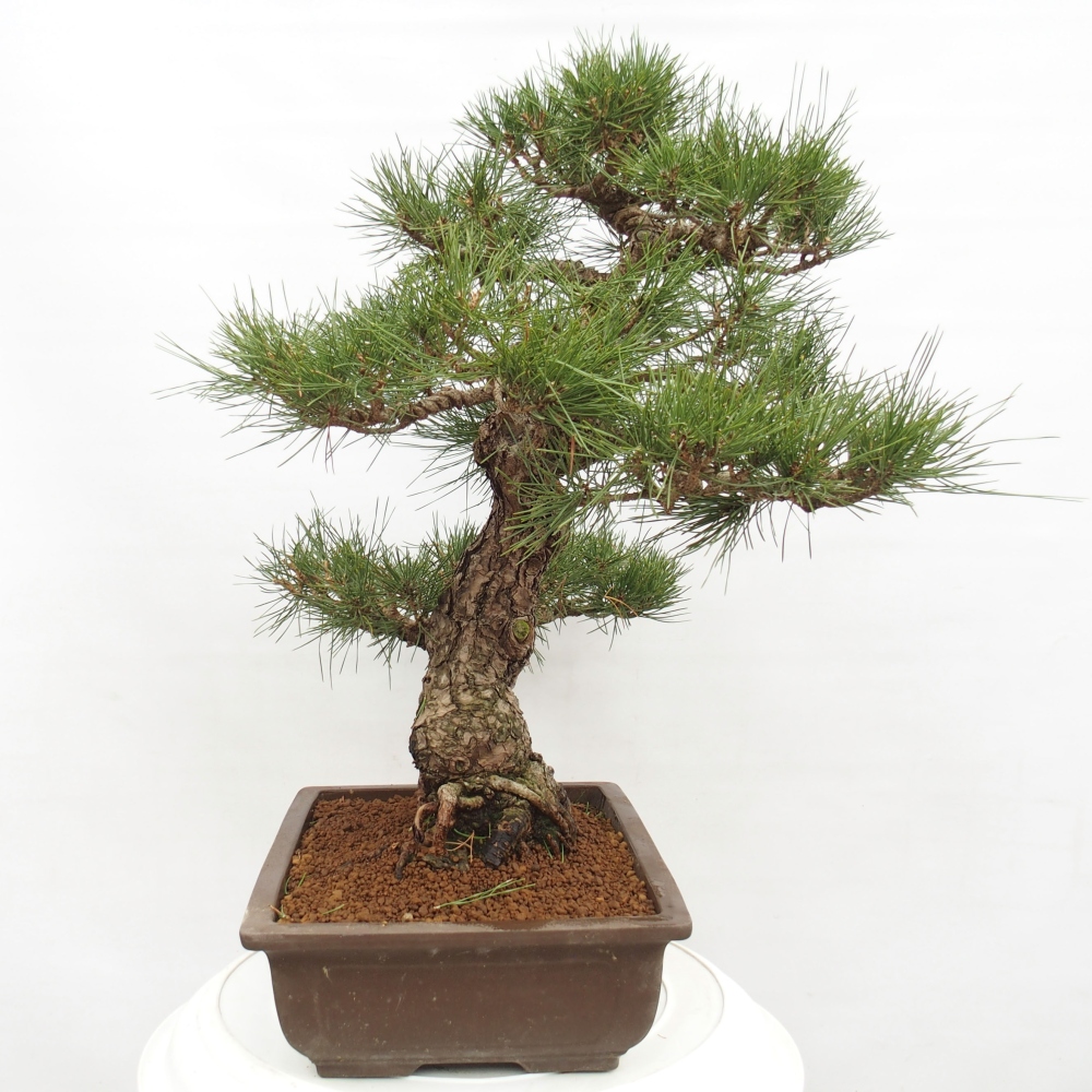 Bonsai da esterno - Pinus thunbergii - Pino di Thunberg