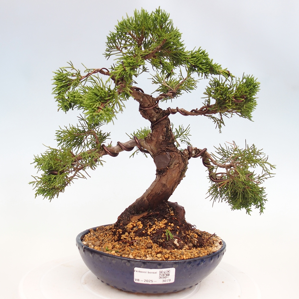 Bonsai da esterno - Juniperus chinensis Itoigawa